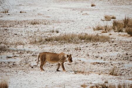 lioness in hunting dried out desert salt panの写真素材