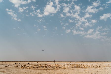 Africa national park with animals standing around dry waterholeの写真素材