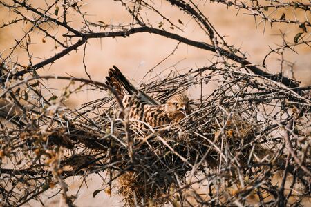 bird of prey perched on a nest in the desertの写真素材