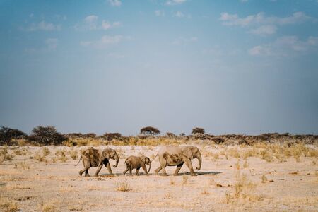 Half-wet elephant family walking in in the African desertの写真素材