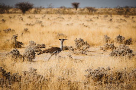 wild bustard bird running through African desert savannah