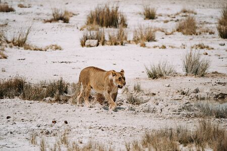 lioness in hunting dried out desert salt panの写真素材