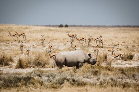Black rhinoceros, Diceros bicornis, in Etosha National Park, Namibiaの写真素材