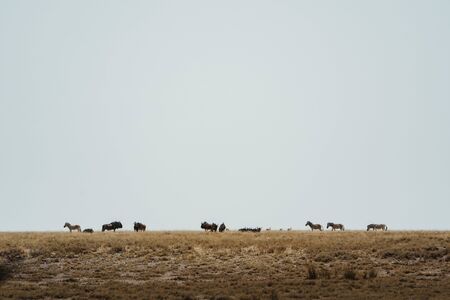 herd of wildebeest standing in the arid plains of Africaの写真素材