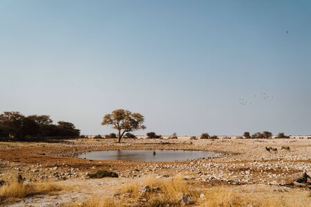 Africa national park with oryx, giraffes, zebras drinking from waterholeの写真素材