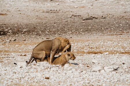 Male and female lions in Africa. Mating couple in the act of copulationの写真素材