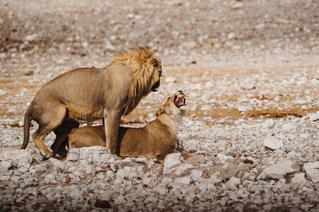 Male and female lions in Africa. Mating couple in the act of copulationの写真素材