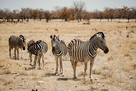 small group of Zebra in the desert sand of Africaの写真素材