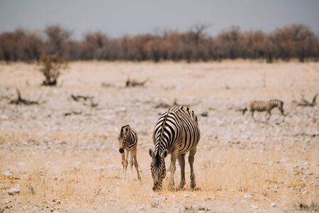 Mother zebra standing with her baby child in desert, 2019の写真素材