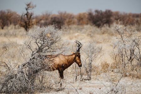 common eland, eland antilope, Taurotragus oryx, bull in desert and wild plantsの写真素材