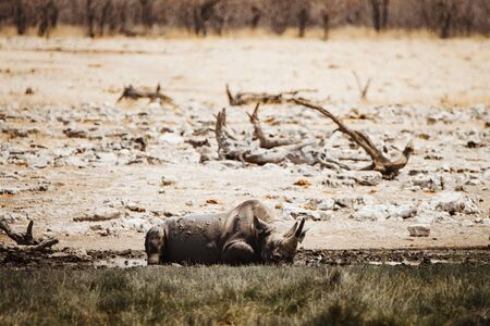 Black rhinoceros, Diceros bicornis, in Etosha National Park, Namibiaの写真素材