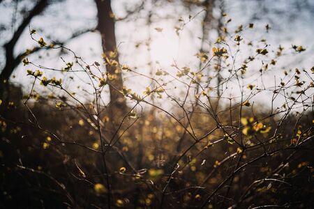 Spring background with fresh green leaves at sunsetの写真素材