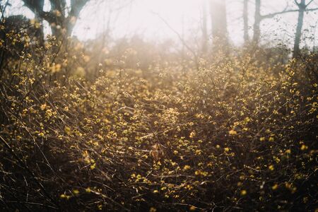 Spring background with fresh green leaves at sunsetの写真素材