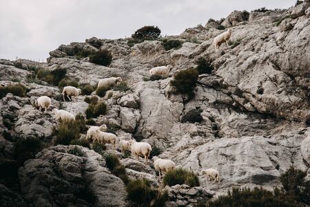 prime lambs on green grass, Animals in natural environment. Mallorca Spain Europe April 2019の写真素材