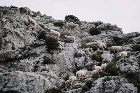 prime lambs on green grass, Animals in natural environment. Mallorca Spain Europe April 2019の写真素材
