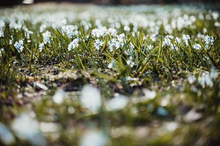 Blue white flowers in spring on a sunny day in the green grassの写真素材