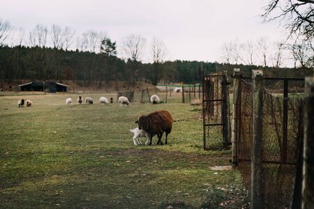 Sheep and lambs grazing on a farm and grass outside in moody cloudy weatherの写真素材