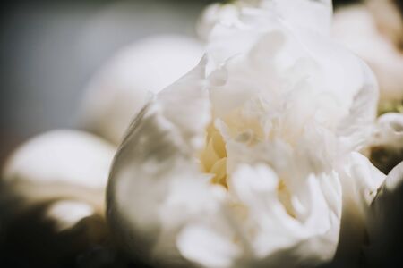 Lily of the Valley with bokeh background at summer eveningの写真素材