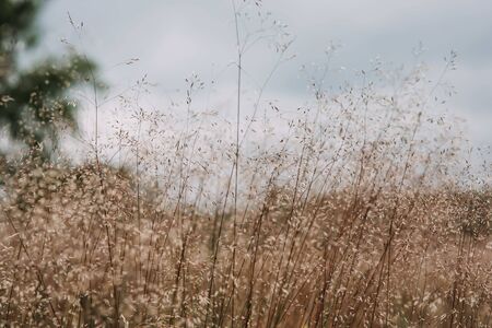 photo of a yellow field in automの写真素材