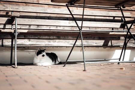 a cat sitting under a street chairの写真素材