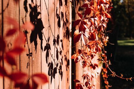 brown and red leaves on a garden's wallの写真素材