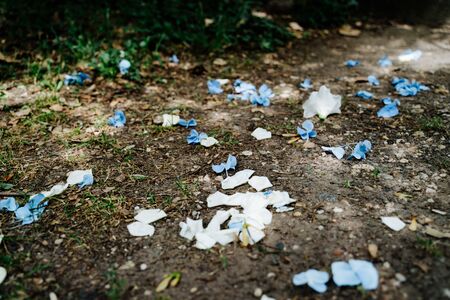 flower petals on the grassの写真素材