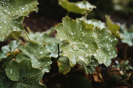 water drops on a mallowの写真素材