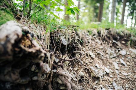 tree roots in the natureの写真素材