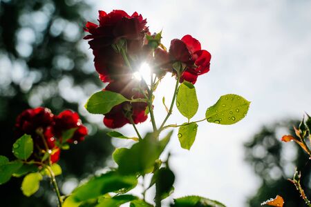 red flowers in the gardenの写真素材