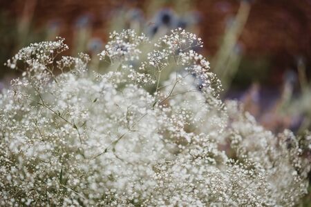 white flowers in the natureの写真素材