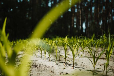 a raw small plants growing from the groundの写真素材