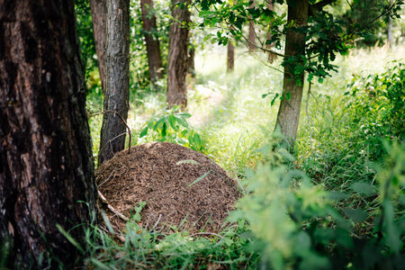 green trees in the forestの写真素材