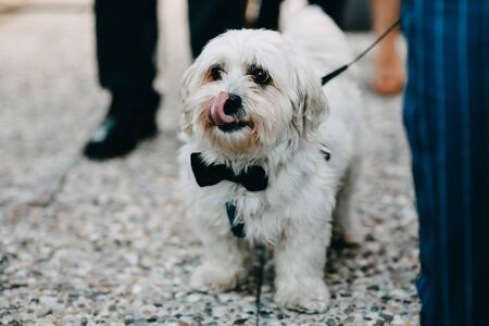 a dog in the street wearing a bow tieの写真素材
