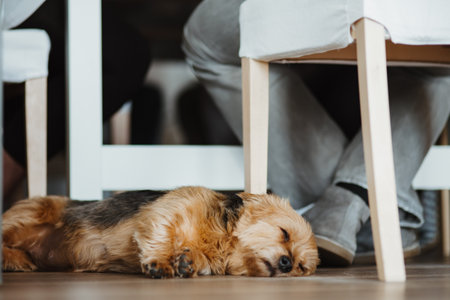 a dog under lying under a dining tableの写真素材