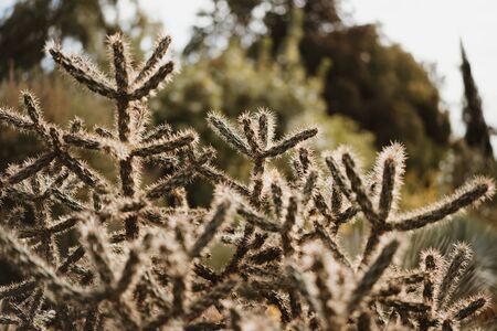 cactus in the wild natureの写真素材