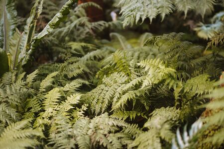 the wild nature of a forestの写真素材