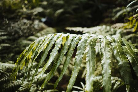 the wild nature of a forestの写真素材