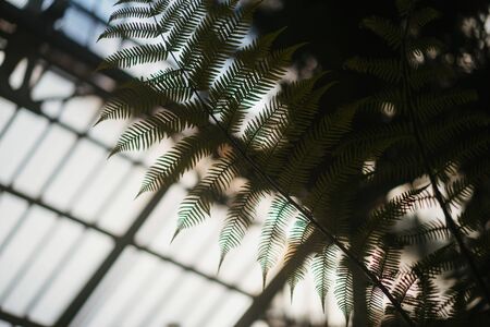 trees in a glass house gardenの写真素材