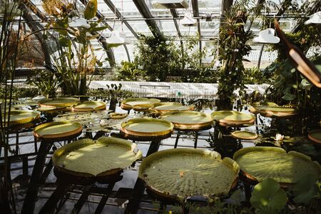 water inside a botanical gardenの写真素材