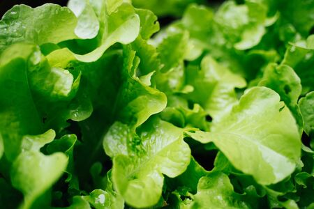 home grown salad green and freshly repottedの写真素材