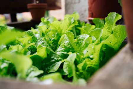 home grown salad green and freshly repottedの写真素材