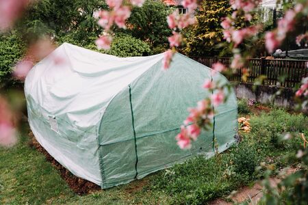 Greenhouse with tomato plants and vegetables in the gardenの写真素材