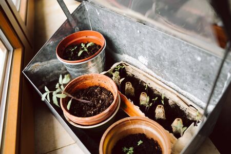 home grown vegetables and herbs - freshly repottedの写真素材