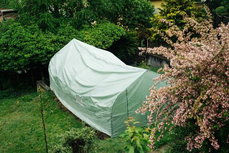 Greenhouse with tomato plants and vegetables in the gardenの写真素材