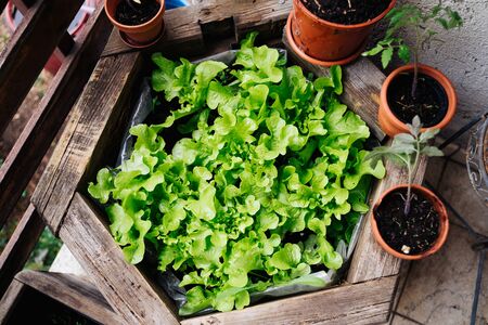 home grown salad green and freshly repottedの写真素材