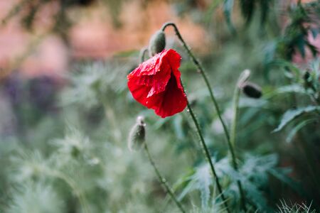 Beautiful flower decorative poppy with dew drops closeupの写真素材