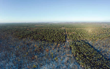 aerial drone view on winter forest with sunの写真素材