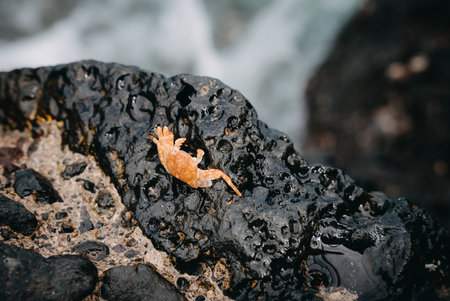 Sally Lightfoot crab (Grapsus grapsus, also red rock crab) at the volcanic coastline of Tenerife,...