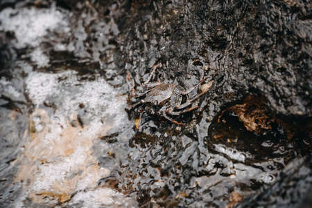 Sally Lightfoot crab (Grapsus grapsus, also red rock crab) at the volcanic coastline of Tenerife, Spain in Europeの写真素材