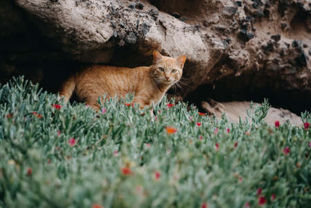 portrait of a beautiful cat with green eyes staring outside in the wildの写真素材